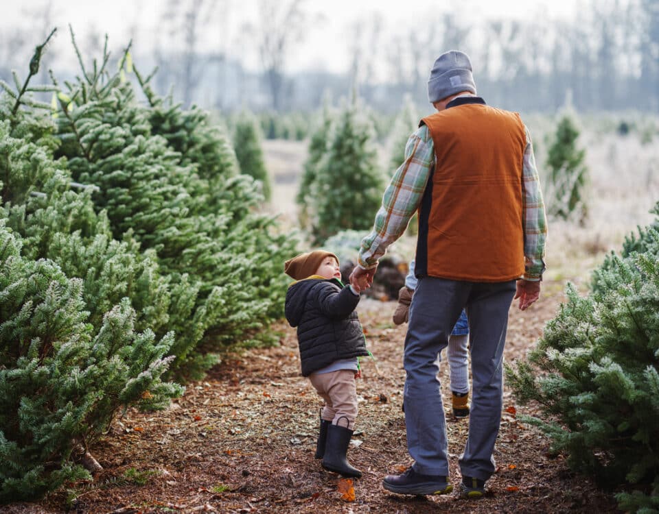 Happy toddler boy at a Christmas tree farm with his grandpa
