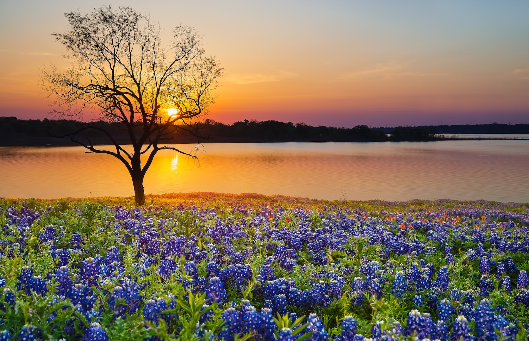 Texas Bluebonnet field blooming in the spring by a lake at sunset