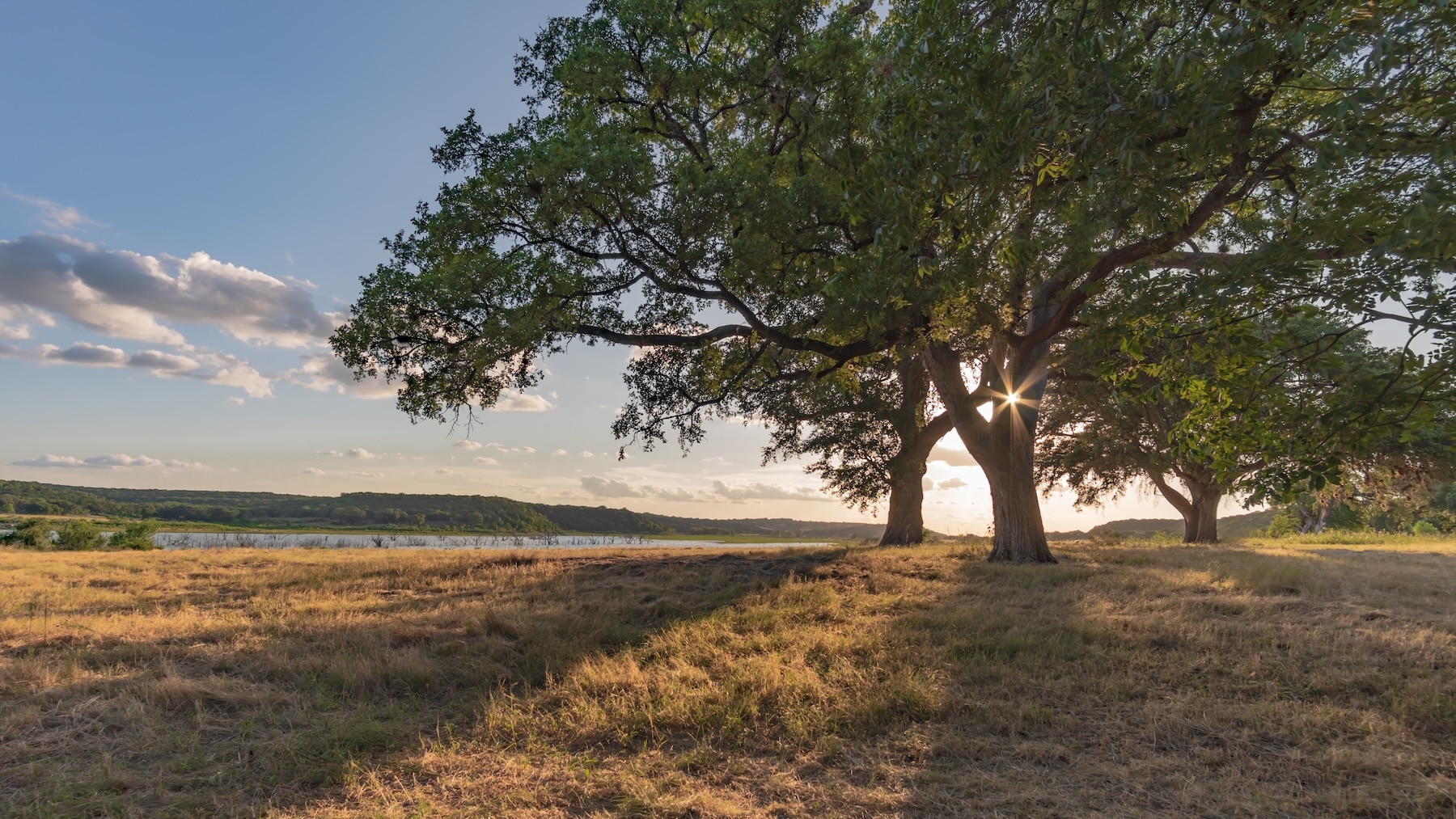Oak tree in field by Lake Georgetown, in Georgetown, TX